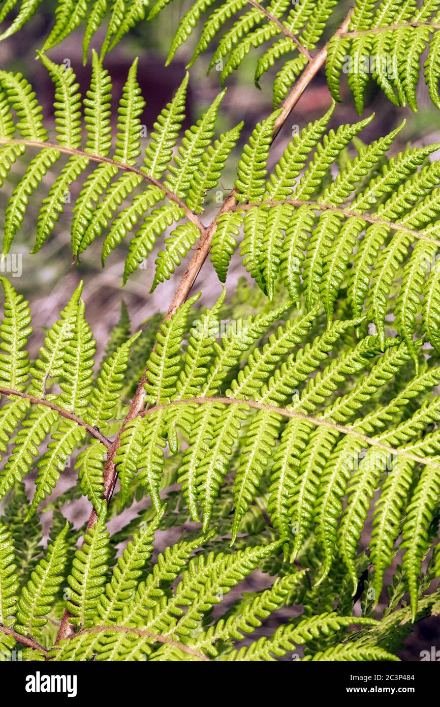Fern d'arbre mou Alsophila smithii Banque D'Images
