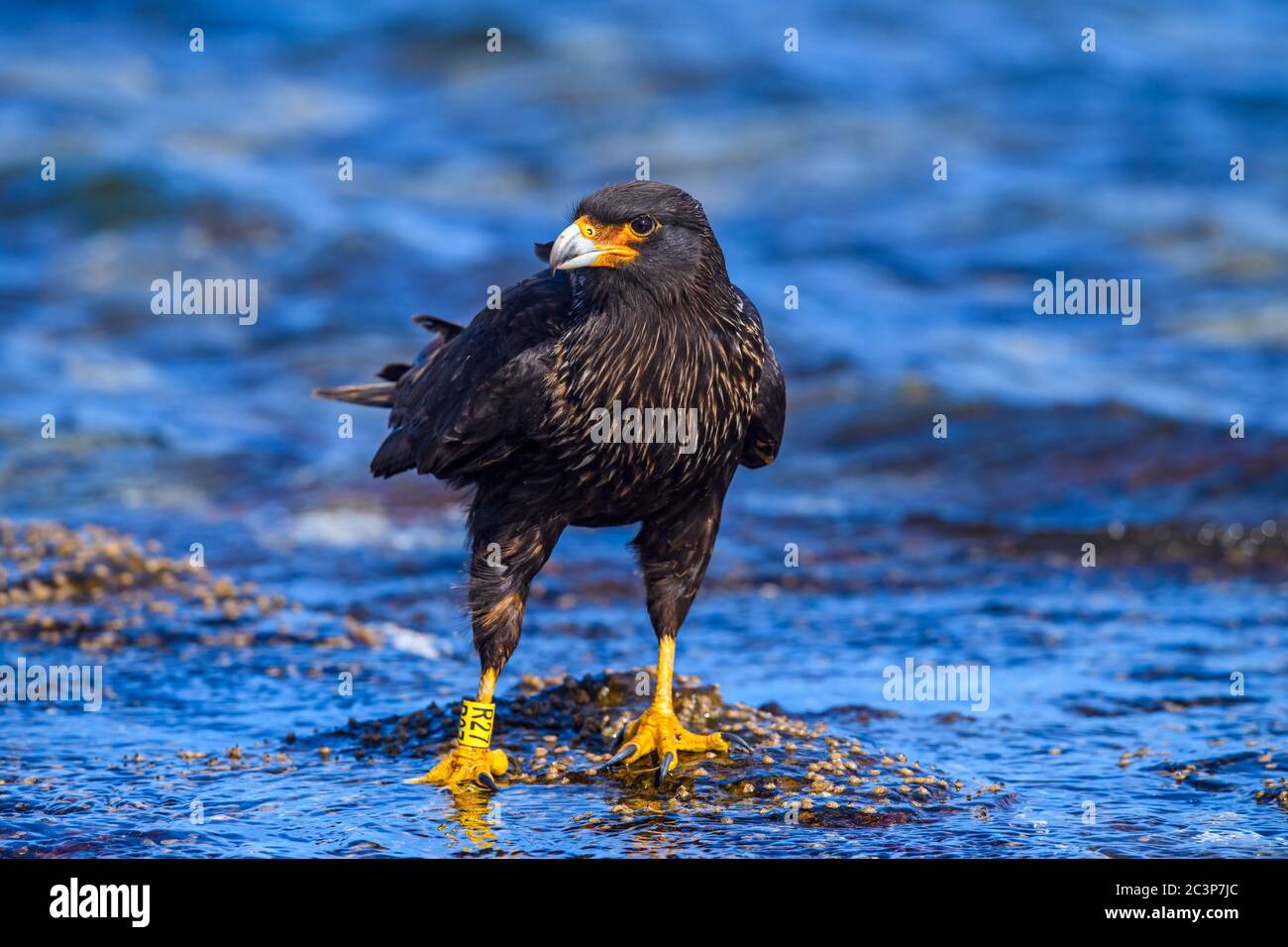 Caracara striée (Phalcoboenus australis), île de Saunders, Falkland occidental, îles Falkland Banque D'Images