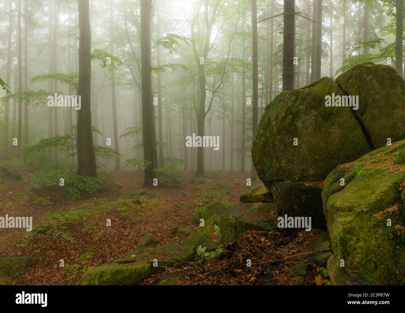De grosses pierres de roche couvertes de mousse dans la forêt de foggy à Rudawy Janowickie, Pologne Banque D'Images