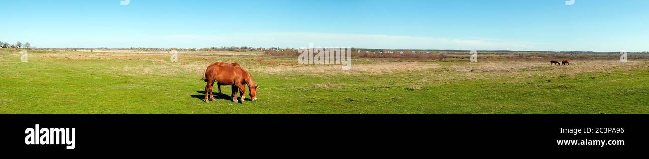 panorama avec les chevaux dans le champ, troupeau de chevaux paître dans la prairie en été et au printemps, concept d'élevage, avec place pour le texte Banque D'Images