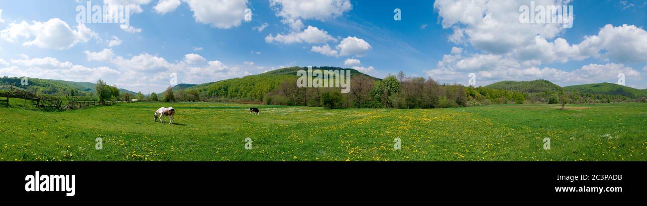 Magnifique panorama sur les montagnes. Chevaux sur un pré de montagne. Paysage d'été dans les montagnes. Ukraine, Carpates. Belle nature Banque D'Images