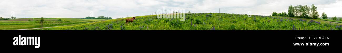 Magnifique panorama de lupin. Chevaux sur un pré de montagne. Paysage d'été dans les montagnes. Ukraine, Carpates. Belle nature Banque D'Images