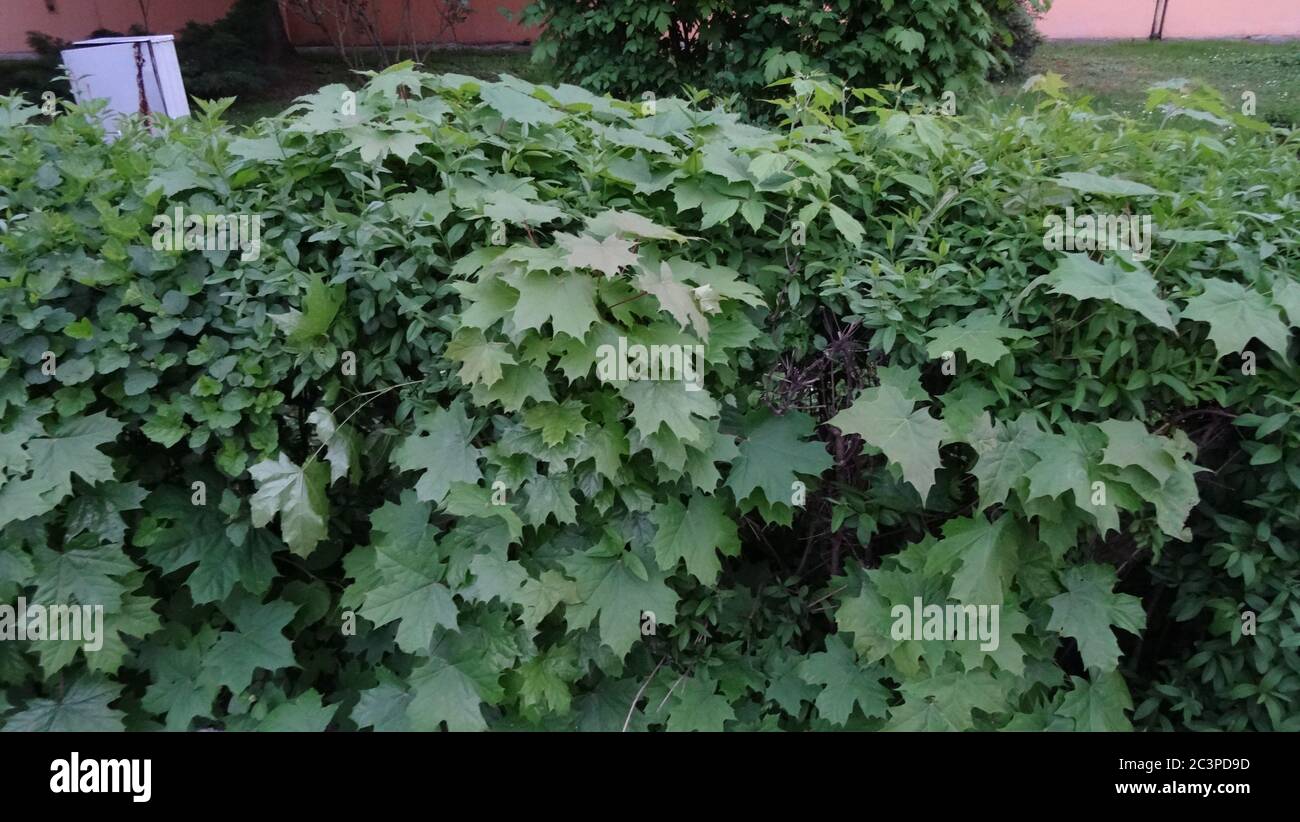 Uzhgorod est une très belle ville ukrainienne sur l'Ukraine occidentale. Un endroit incroyable pour le tourisme Banque D'Images