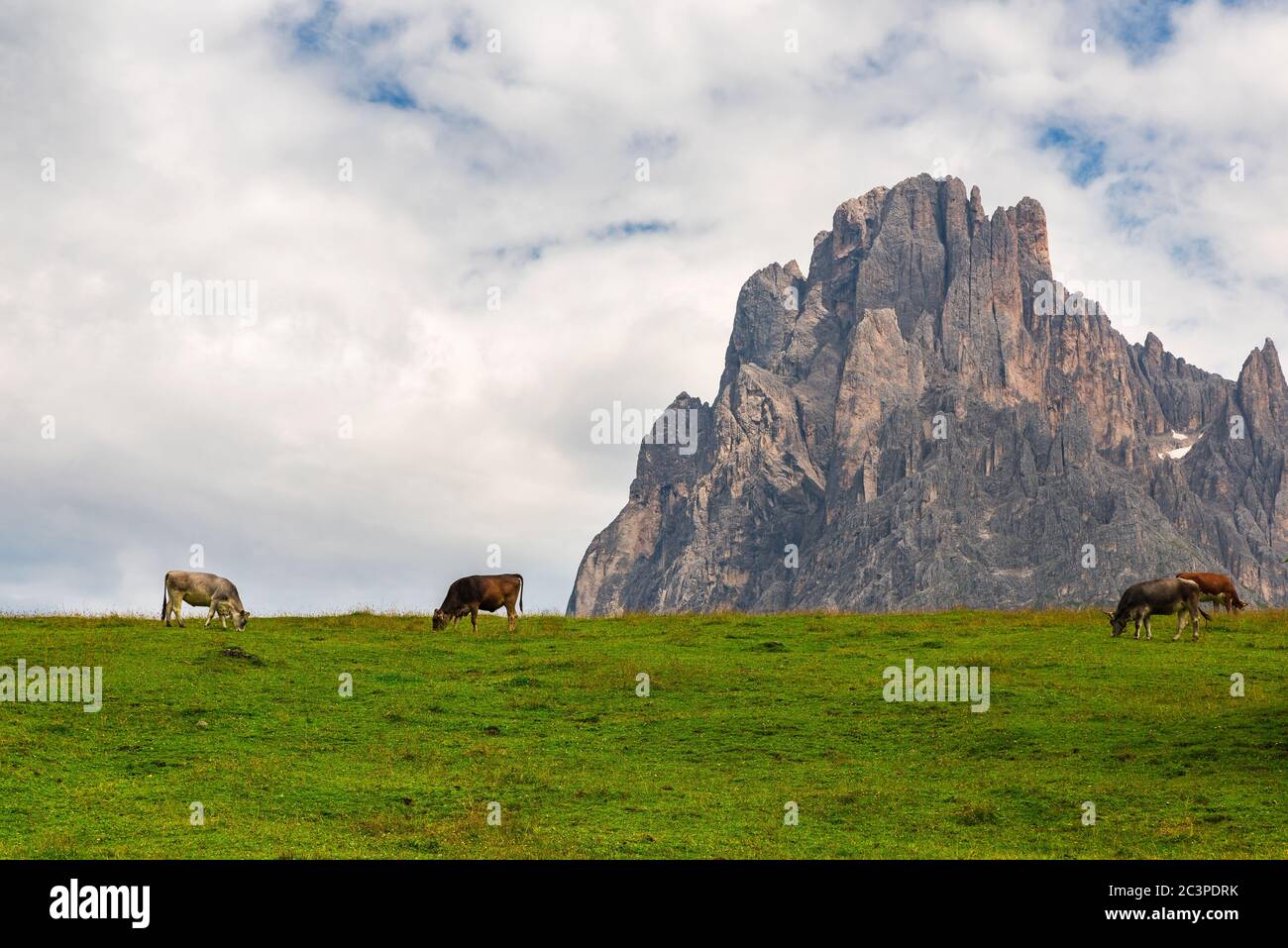 Vaches alpines sur la prairie alpine de Seiser Alm avec la montagne Sassolungo, Dolomites, Tyrol du Sud, Italie Banque D'Images