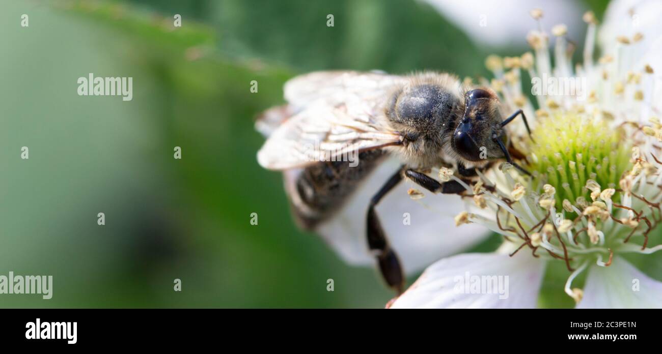 L'abeille recueille le miel sur une fleur de blackberry. Banque D'Images