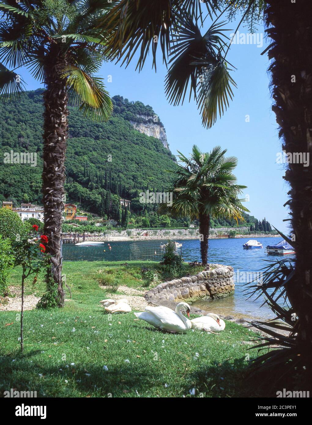 Rocca di Garda et cygnes sur les rives du lac de Garde, Garda VR, province de Vérone, région de Vénétie, Italie Banque D'Images