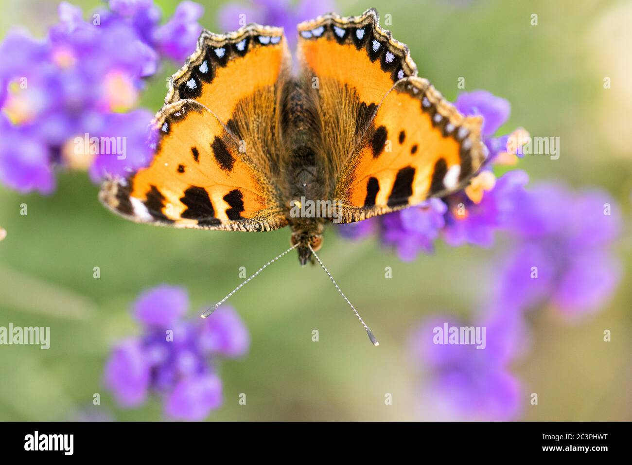 Peint Lady Butterfly, vanessa cardui, perchée sur des fleurs dans la campagne britannique Banque D'Images
