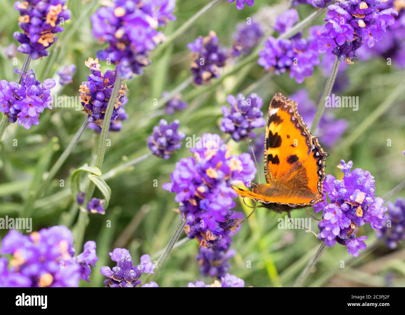 Peint Lady Butterfly, vanessa cardui, perchée sur des fleurs dans la campagne britannique Banque D'Images