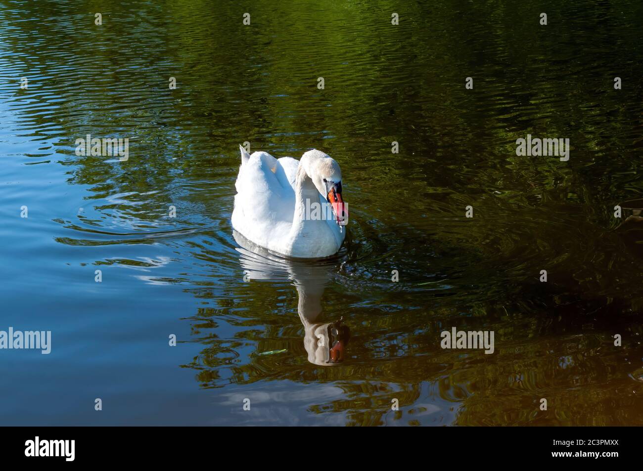 le cygne blanc nage dans le lac. magnifique oiseau d'eau. photo de stock Banque D'Images