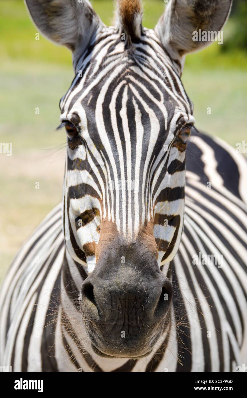 face zebra, verticale Banque D'Images