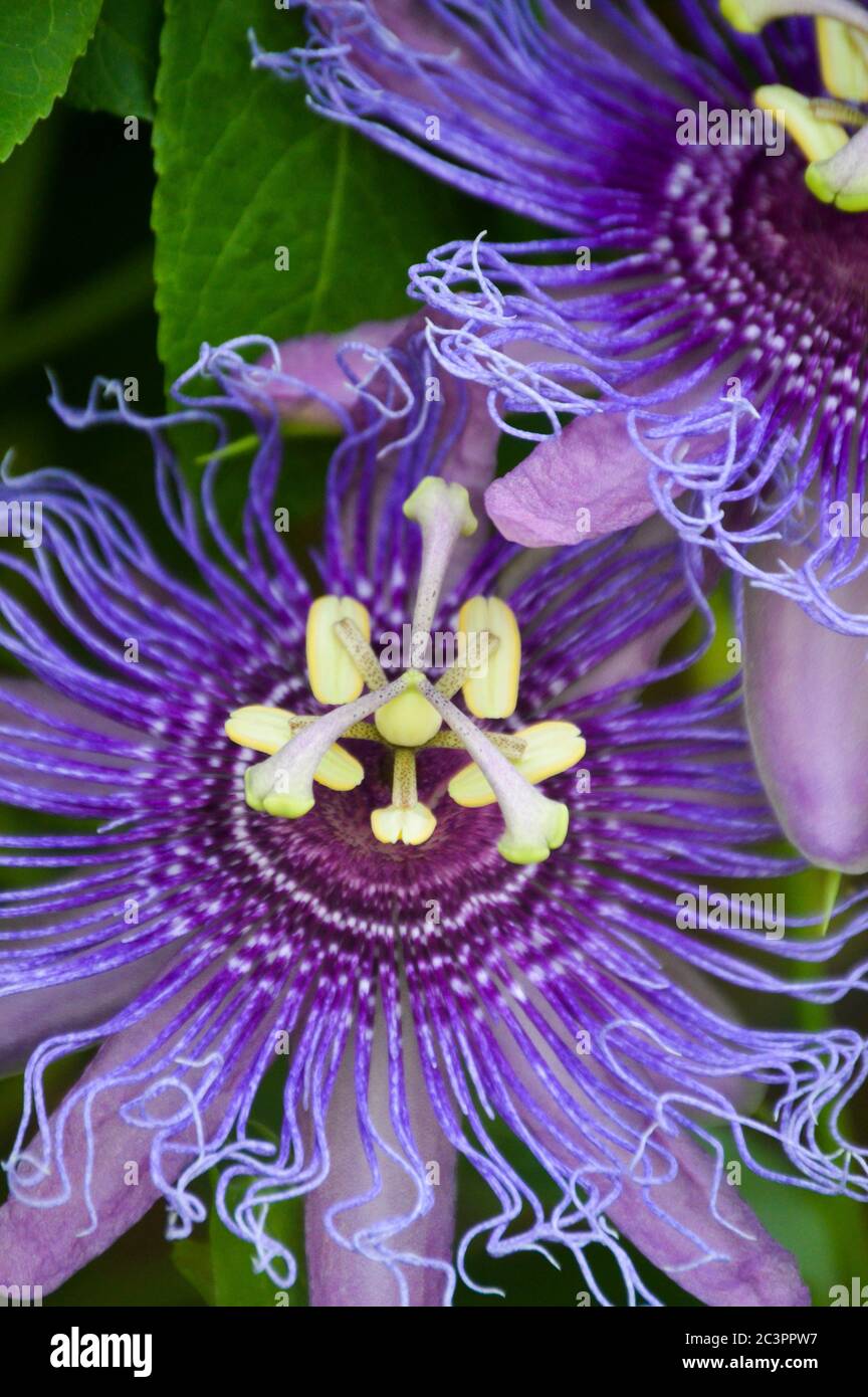 fleur de passionette violette (maypop) Banque D'Images