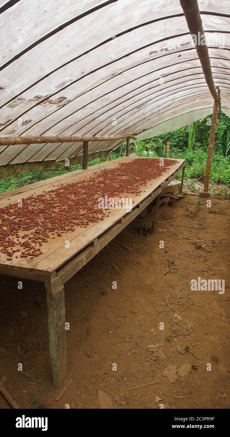 Vue sur les fèves de cacao sur une table rustique en bois séchant à l'intérieur d'une serre Banque D'Images