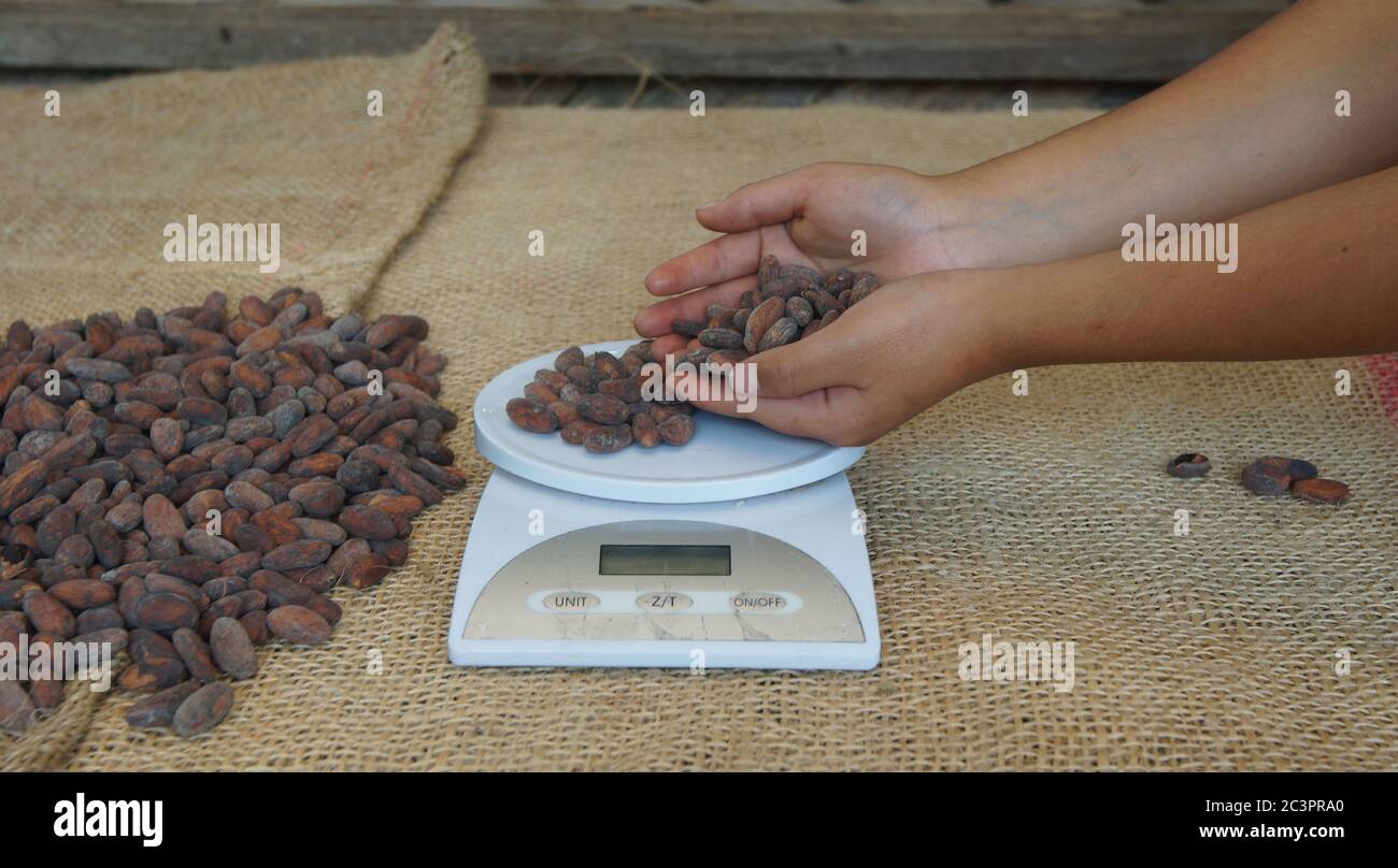 Mains de femme plaçant des haricots caçao séchés sur une échelle numérique sur une table recouverte de jute Banque D'Images