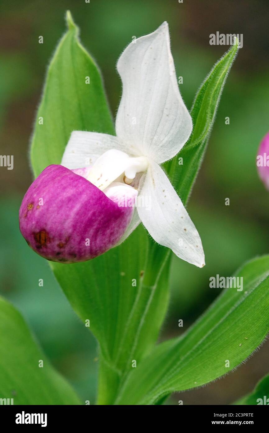 Shozy Lady's Slipper Orchid Cypripedium reginae Banque D'Images