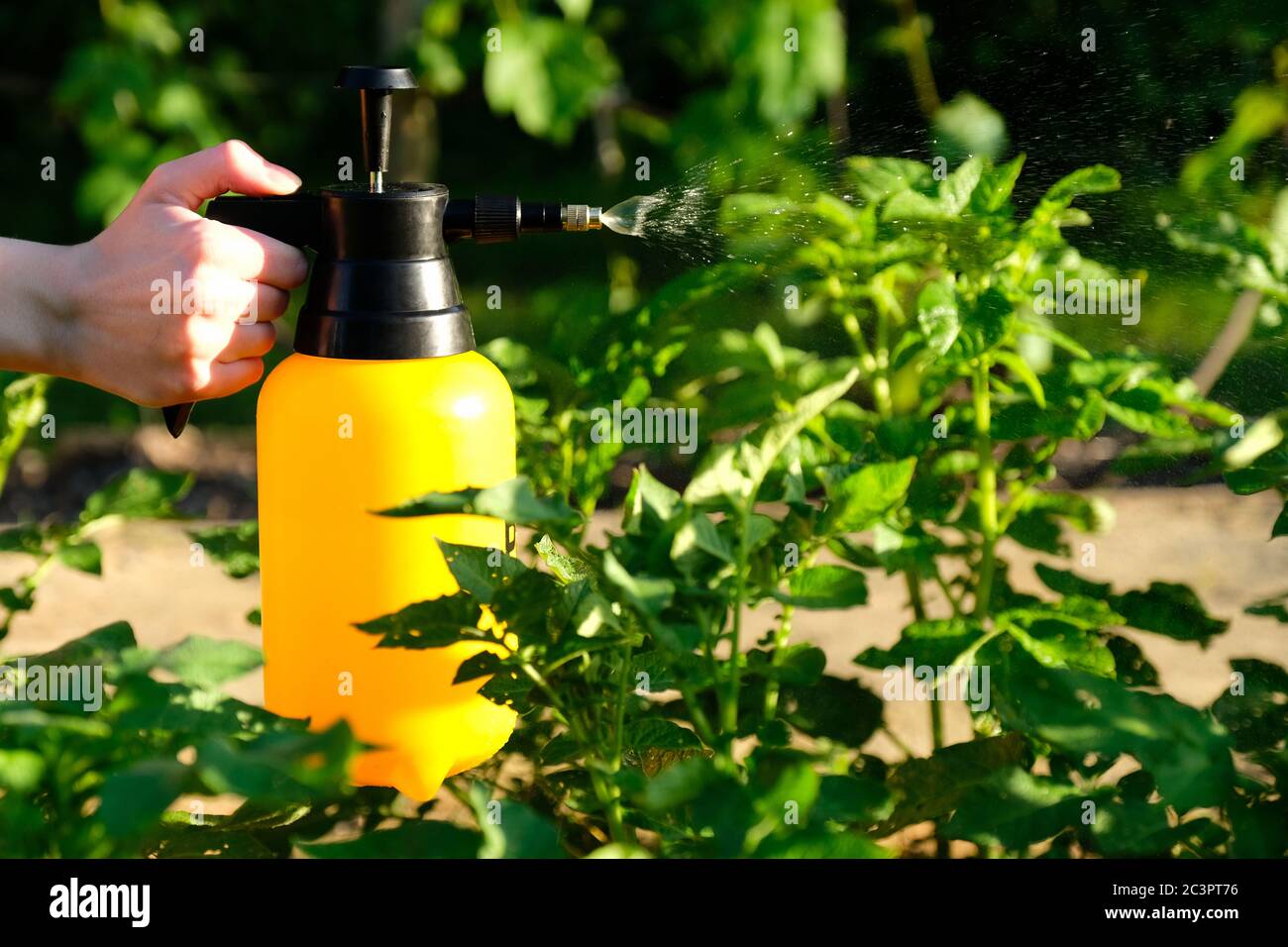Femme tenant main la bouteille de pulvérisateur de jardin et pulvérisant  une tige de pomme de terre contre les maladies et les ravageurs des  plantes. Utiliser un pulvérisateur à main avec des