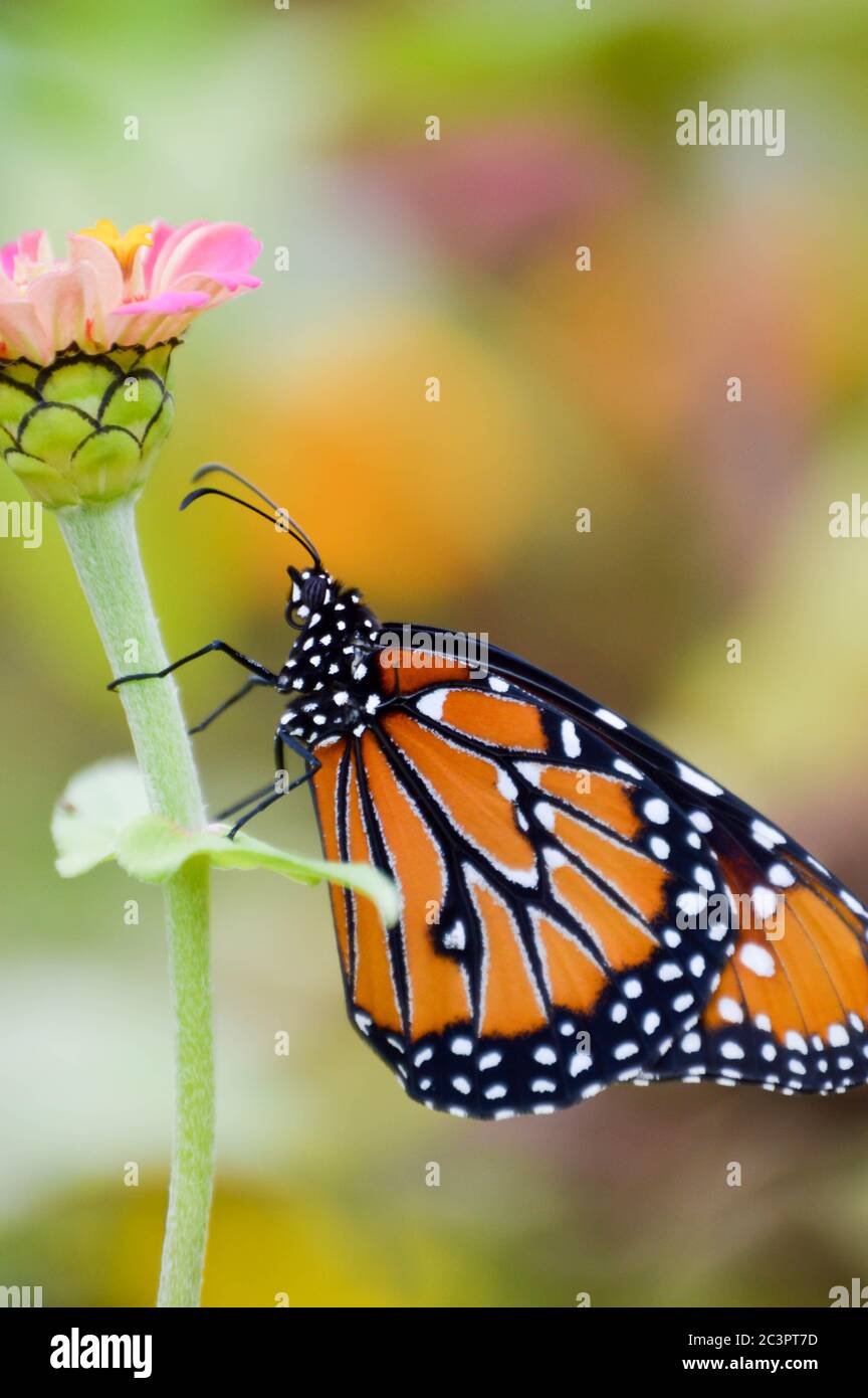 Grand papillon sur zinnia rose Banque D'Images