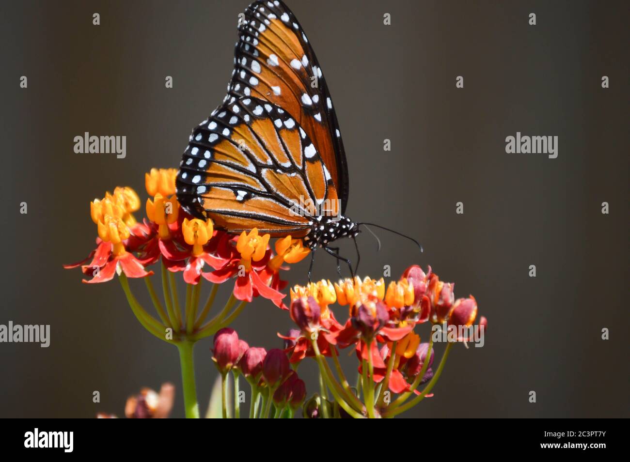 Grand papillon sur laitaded tropical Banque D'Images