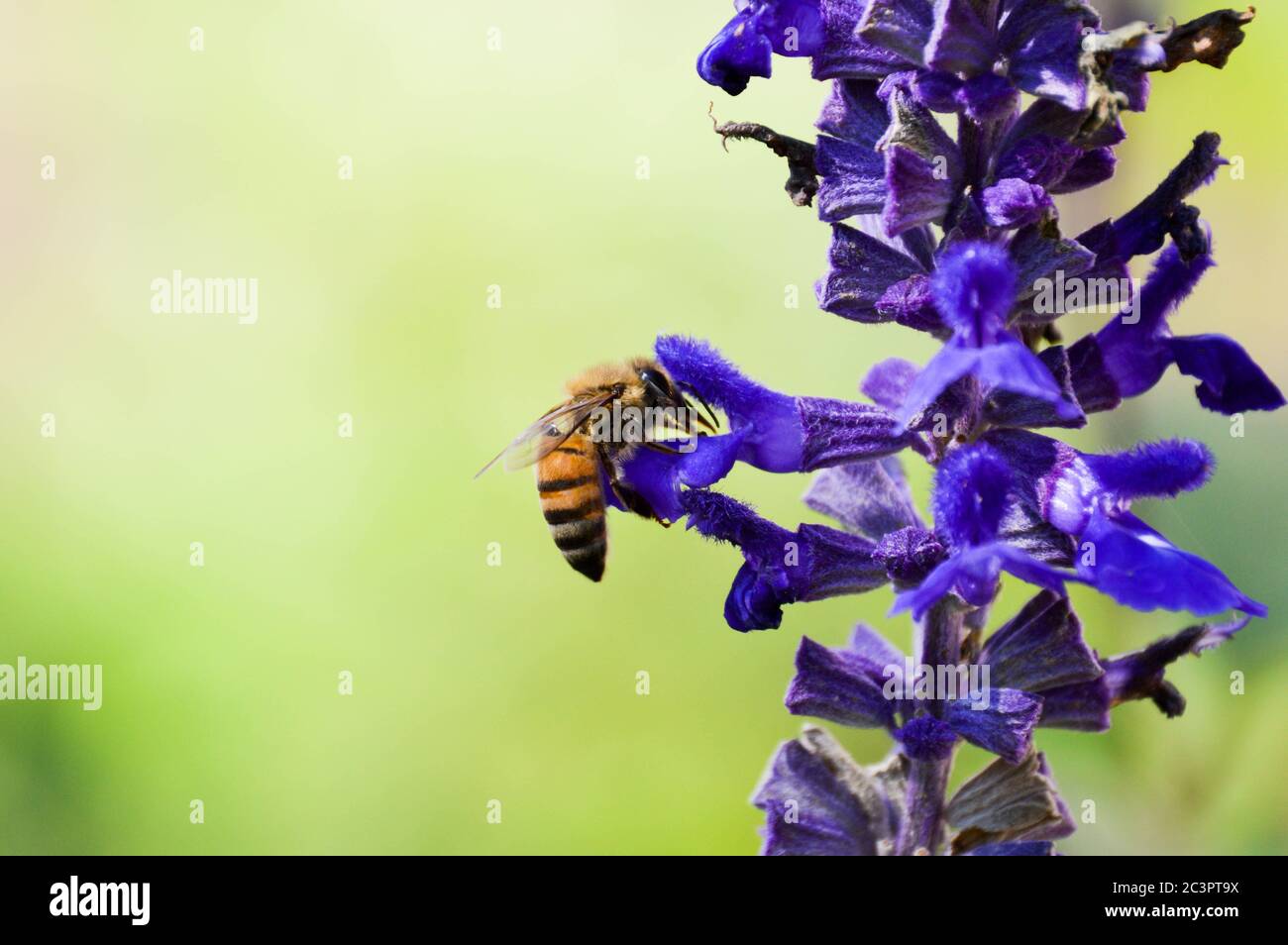 abeille sur une fleur de sauge bleu mély Banque D'Images