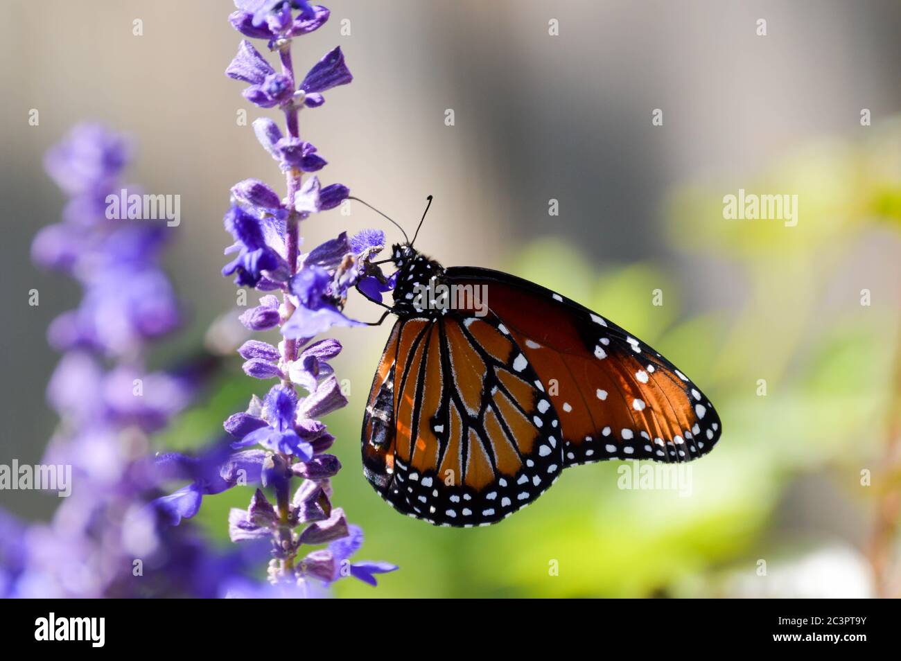 Grand papillon sur sauge bleu mély Banque D'Images