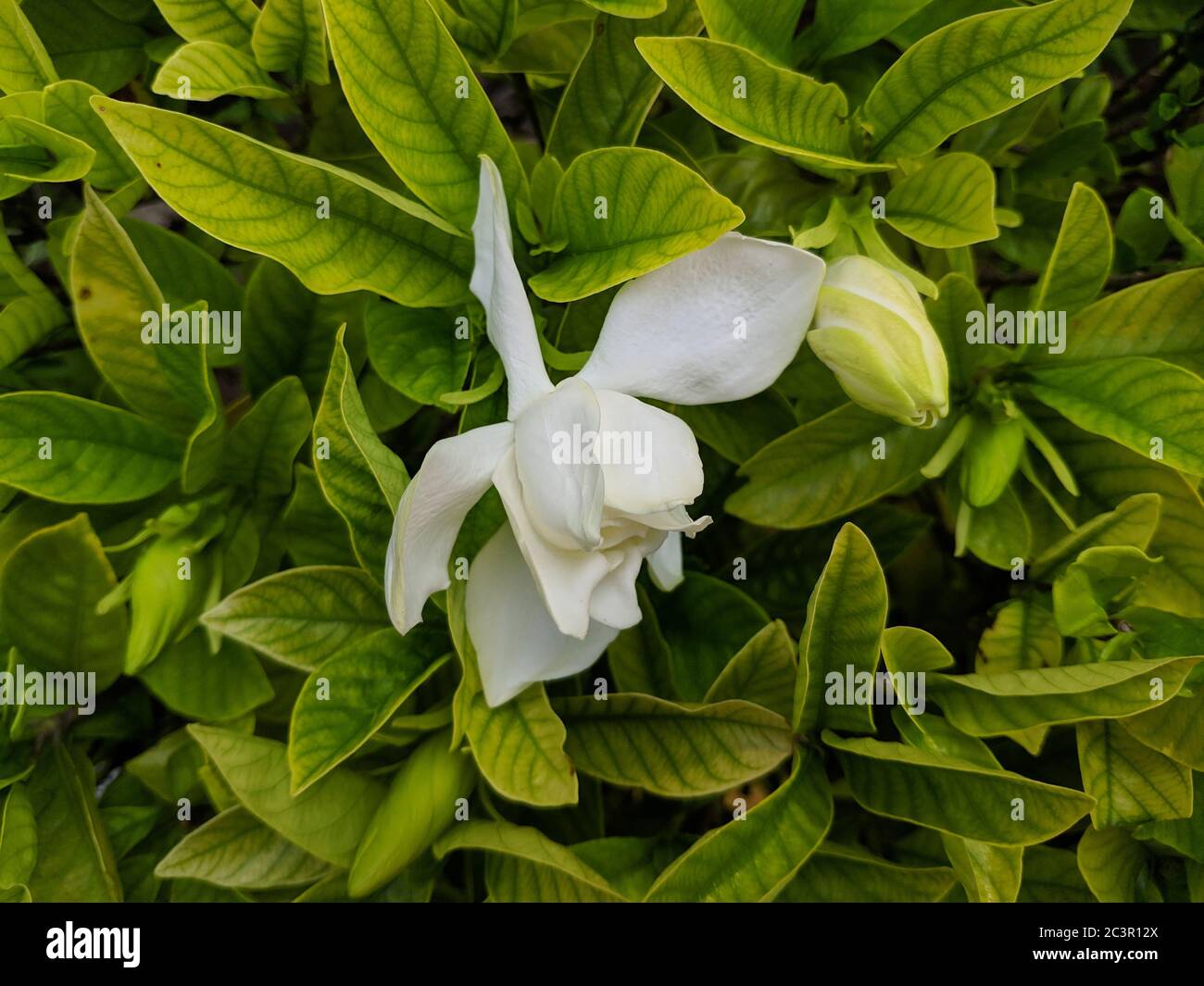 Fleurs de jardinia blanches avec bourgeons dans le jardin Banque D'Images