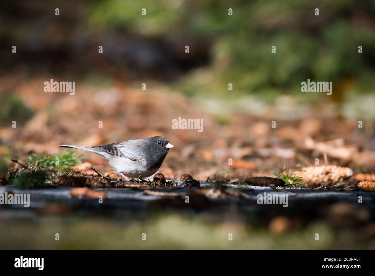 Un Junco aux yeux sombres se fore pour un repas parmi les feuilles mortes aux jardins Rosetta McClain de Toronto. Banque D'Images