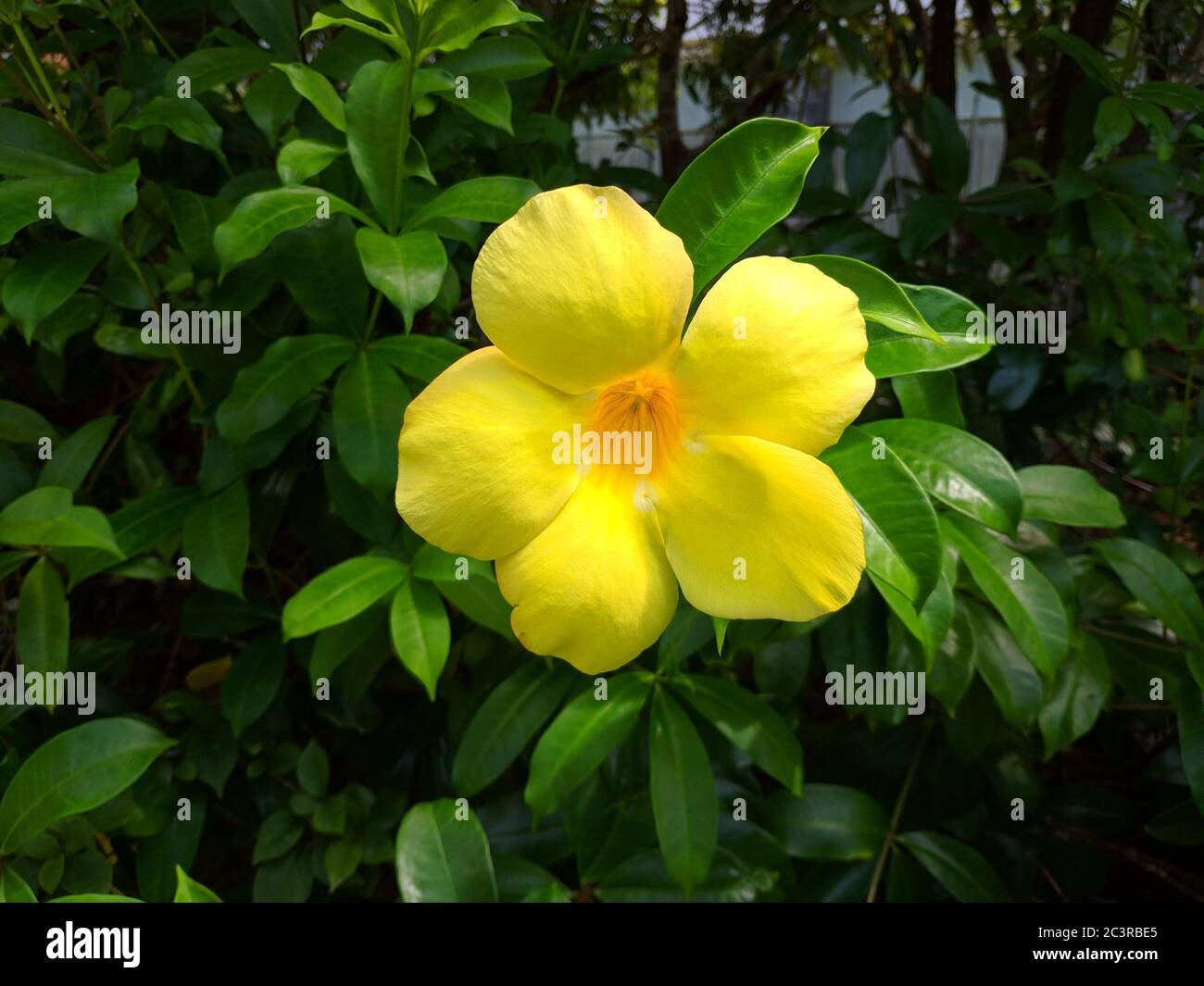 Les violacées jaunes d'Allamanda fleurissent dans le jardin Banque D'Images