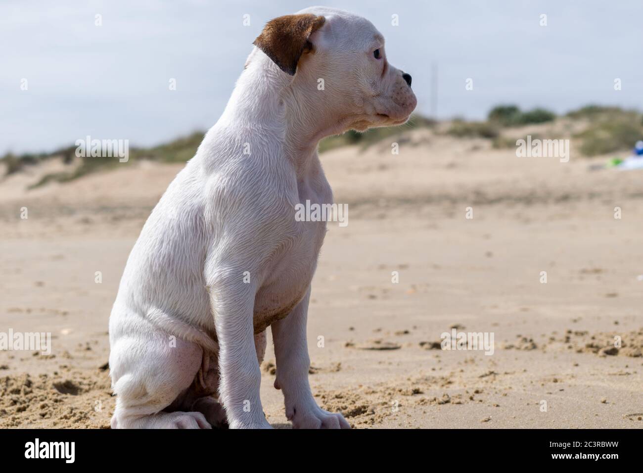 Mignon Bebe Blanc Bull Terrier Guatemalteque Photo Stock Alamy