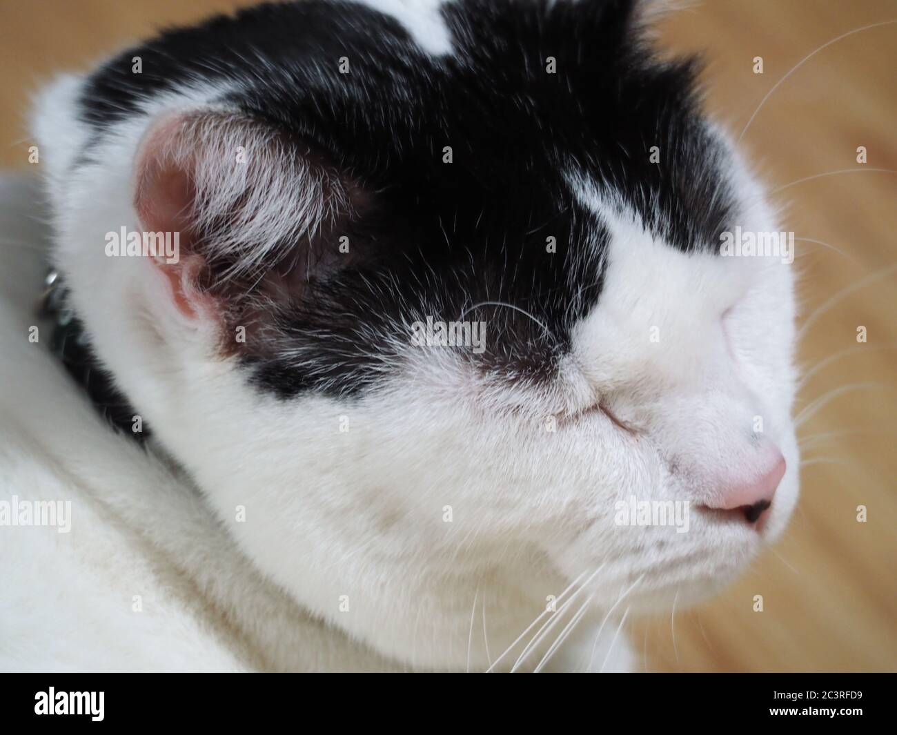Un chat blanc paisible avec des marques noires Banque D'Images