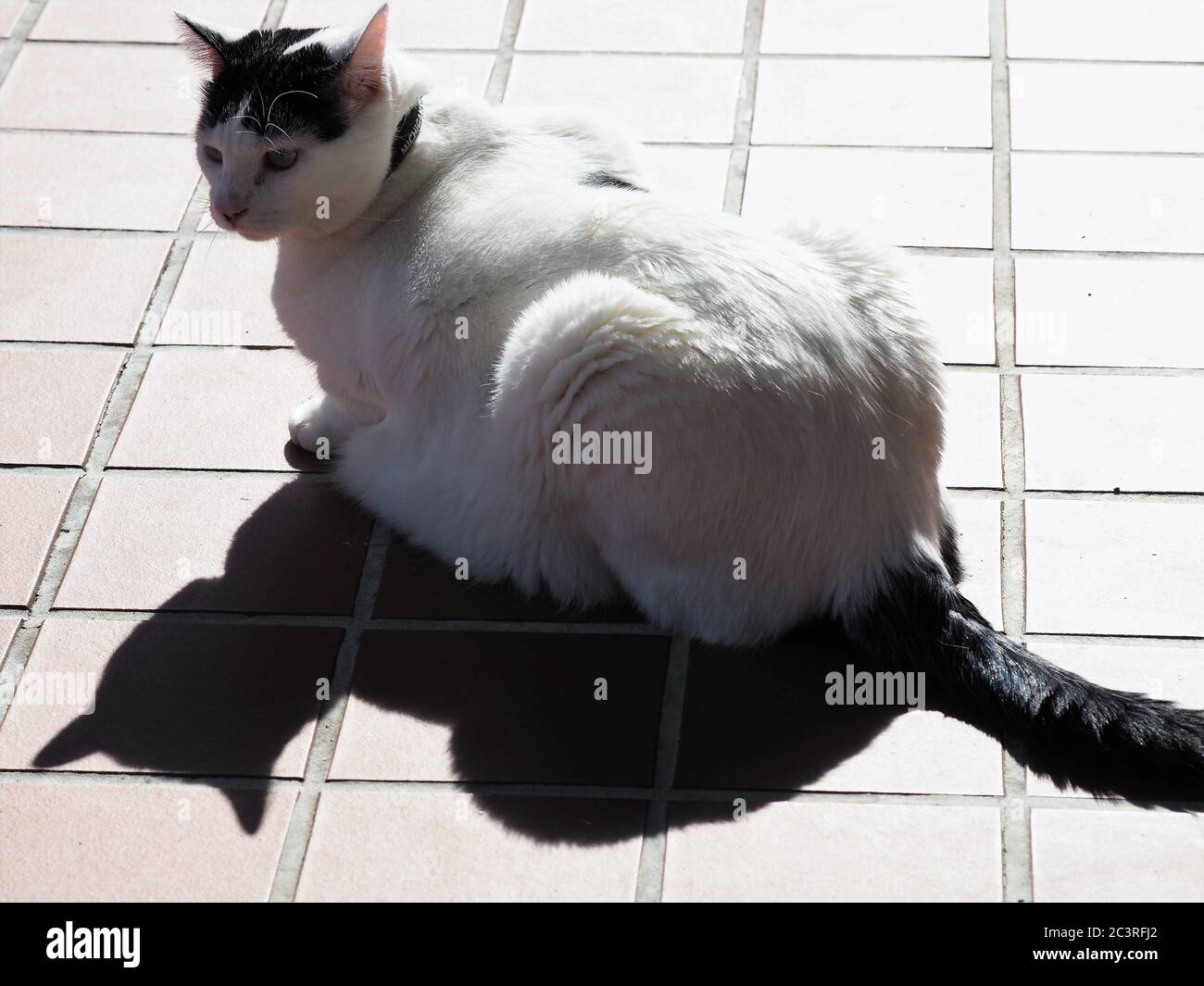 Un chat blanc espiègle avec des marques noires qui se posent au soleil et qui joue avec son ombre. Banque D'Images