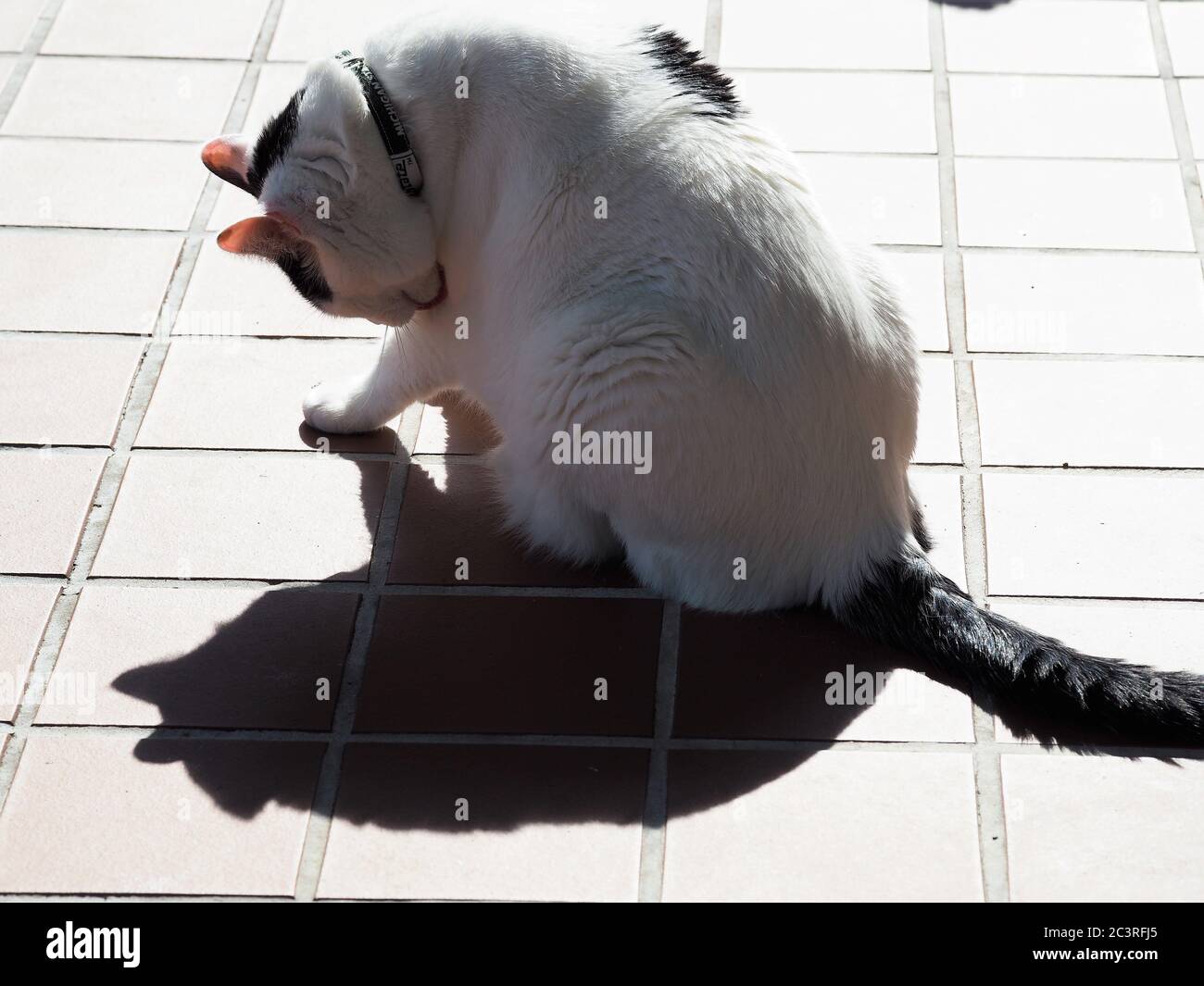 Un chat blanc espiègle avec des marques noires qui se posent au soleil et qui joue avec son ombre. Banque D'Images