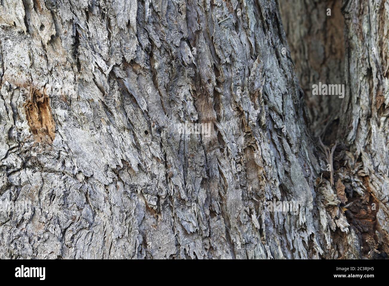 Gros plan de l'écorce d'arbre texturée montrant la structure fibreuse rugueuse. Banque D'Images