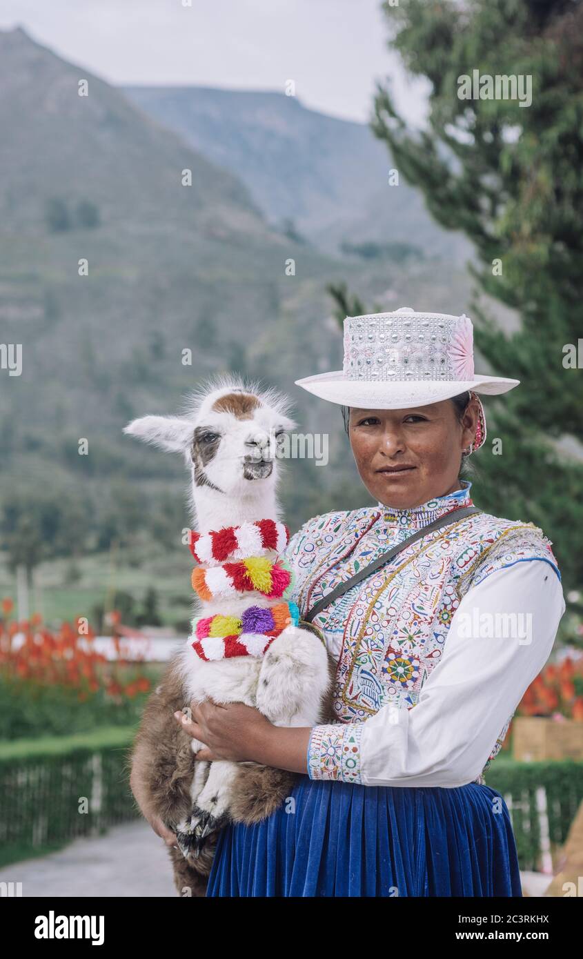 YANQUE, COLCA VALLEY, PÉROU - 20 JANVIER 2018 : une jeune femme péruvienne pose pour un portrait tenant un bébé alpaga avec un costume typique dans le traditionnel Banque D'Images