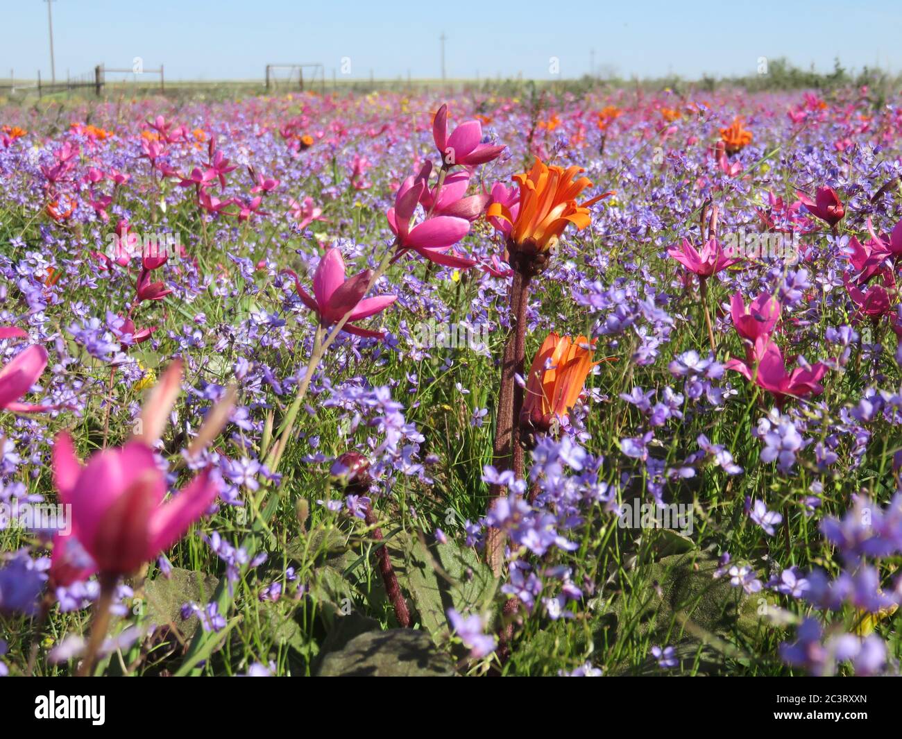 Fleurs sauvages pendant la saison des fleurs au Namaqualand en Afrique du Sud Banque D'Images