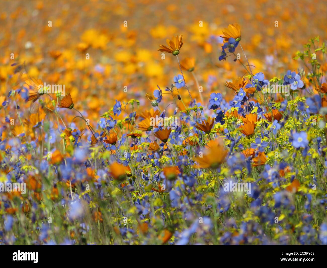 Fleurs sauvages pendant la saison des fleurs au Namaqualand en Afrique du Sud Banque D'Images