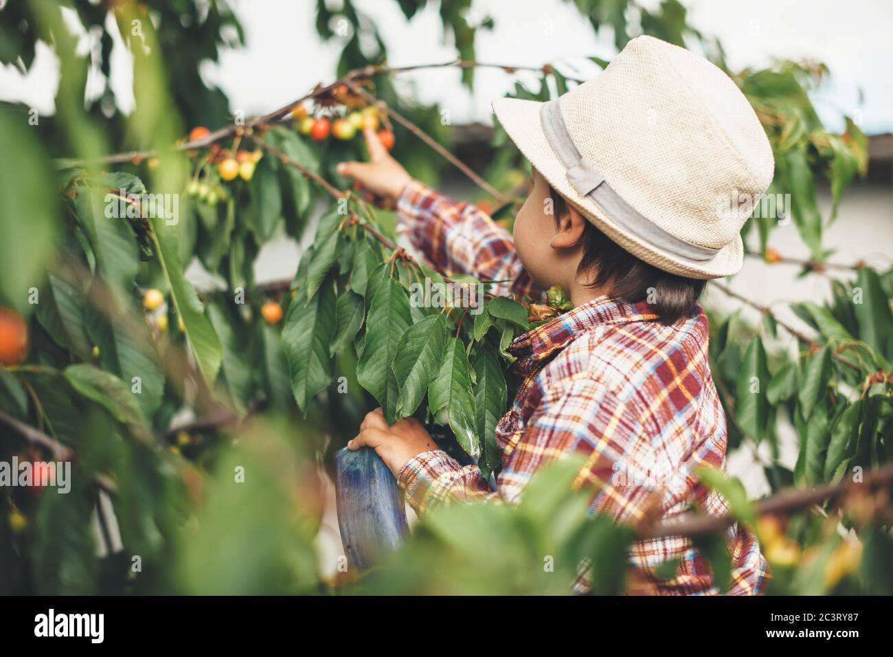 Jeune garçon caucasien avec un chapeau sur la tête mangeant des cerises de  l'arbre dans le jardin Photo Stock - Alamy