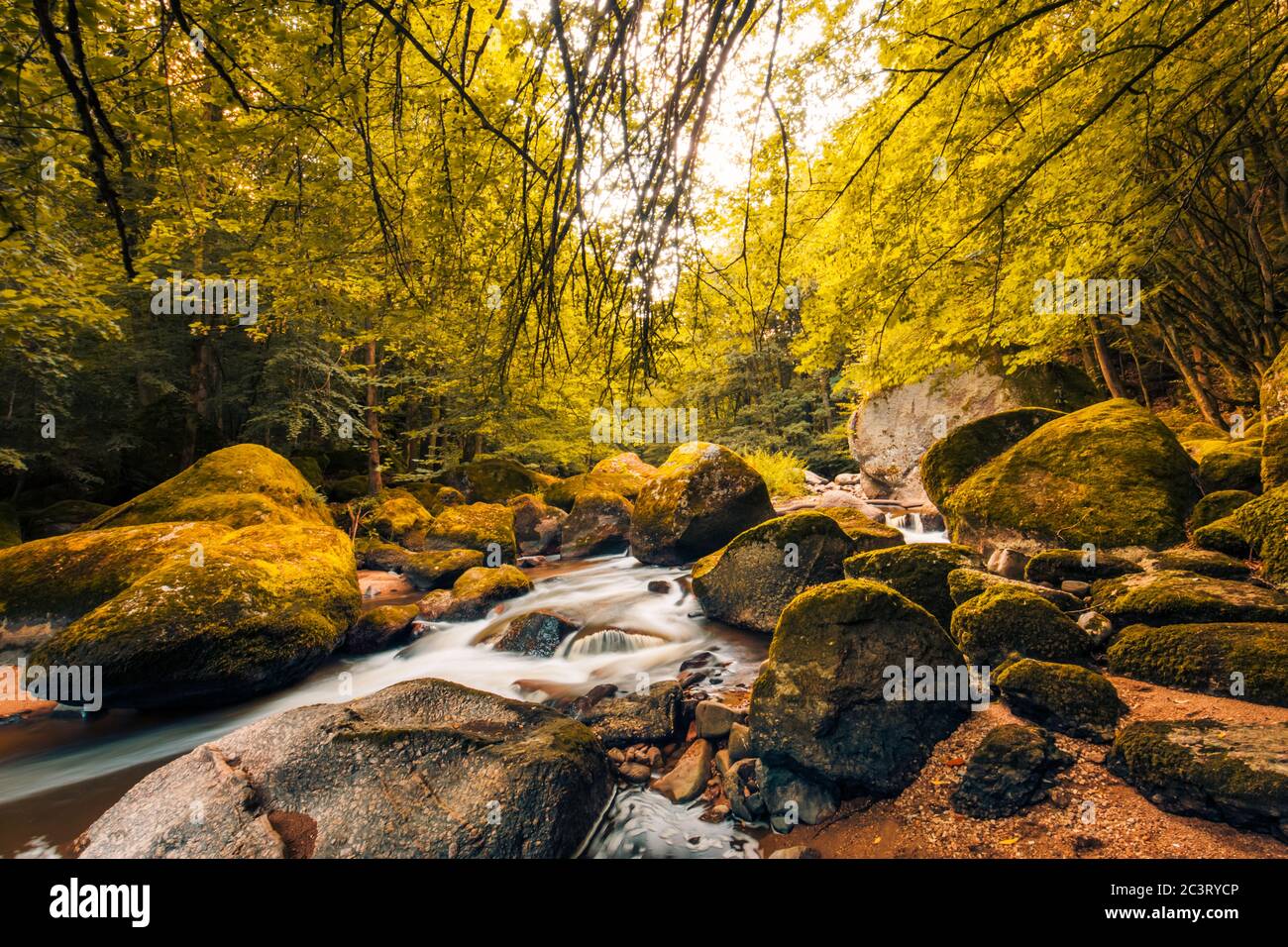Forêt automnale, rochers couverts de mousse, feuilles mortes. Rivière de montagne avec cascades à l'automne. Couleurs d'automne, paysage naturel tranquille Banque D'Images