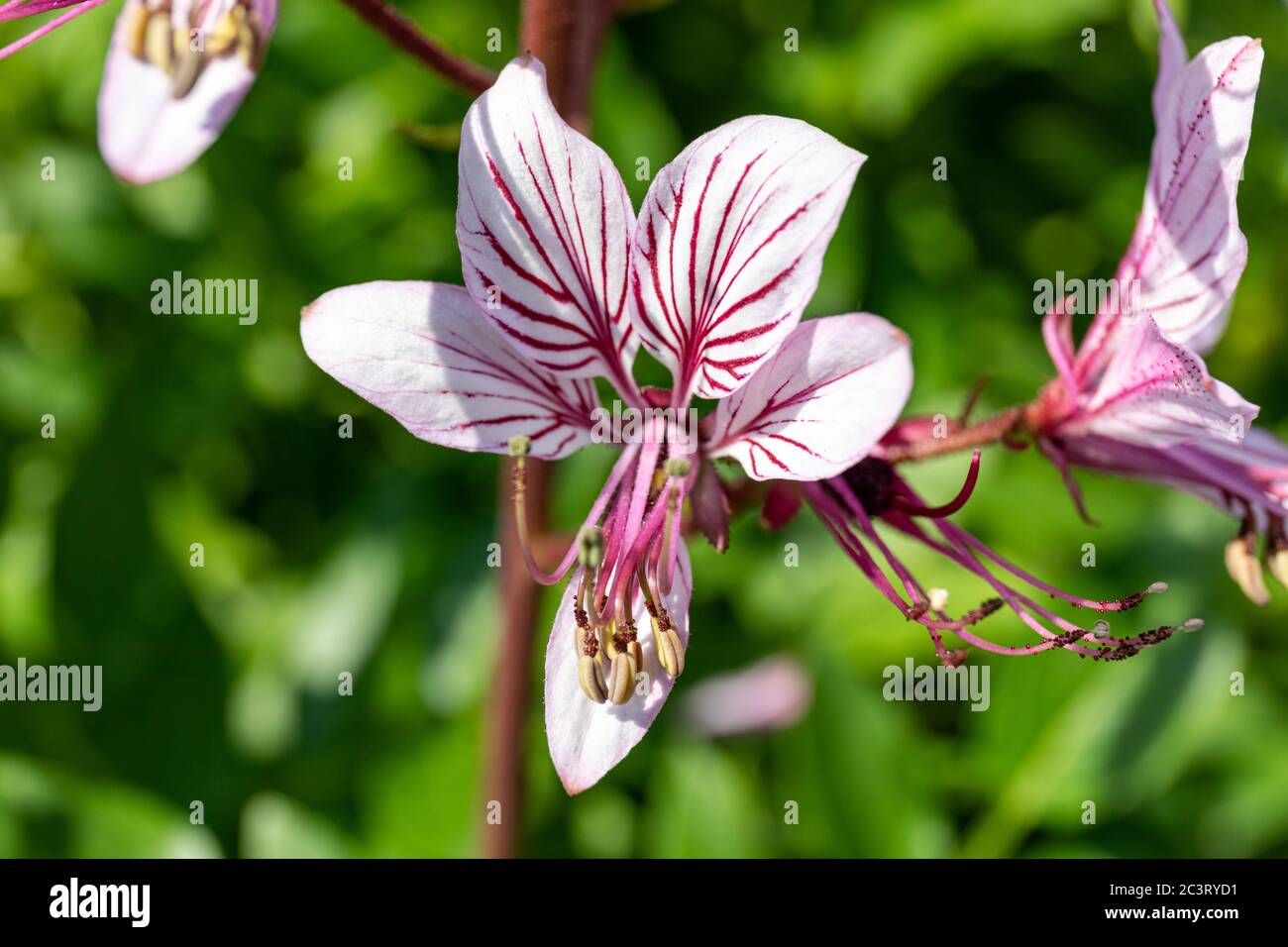 Fleur pourpre pâle de Dictamnus albus (également connu sous le nom de buisson brûlant, dittany, usine de gaz, et fraxinella) Banque D'Images