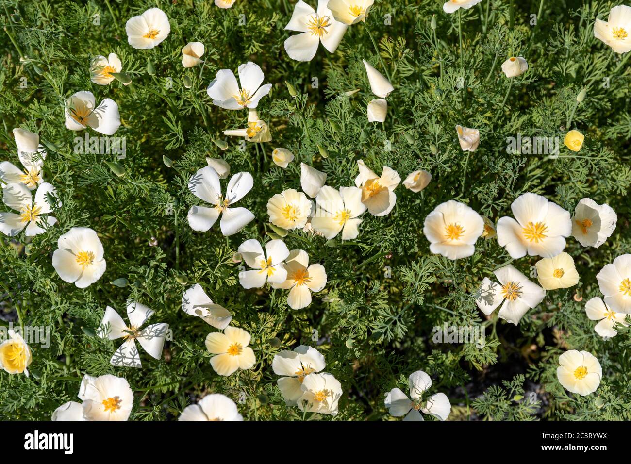 Variation plus légère des fleurs de pavot de Californie (Eschscholzia californica) Banque D'Images