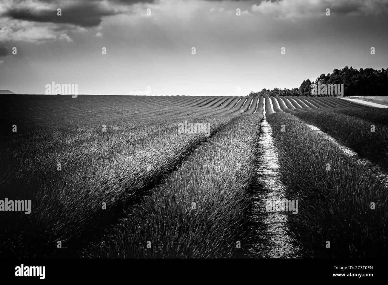 Champs de lavande monochromes. Belle image de champ de lavande, processus abstrait artistique en noir et blanc. Paysage de coucher de soleil d'été, contrastant Banque D'Images