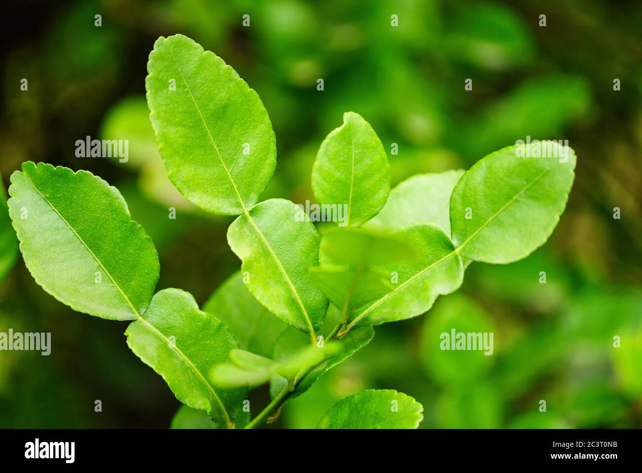 Feuilles de caffir sur la feuille de bergamote de l'arbre Banque D'Images