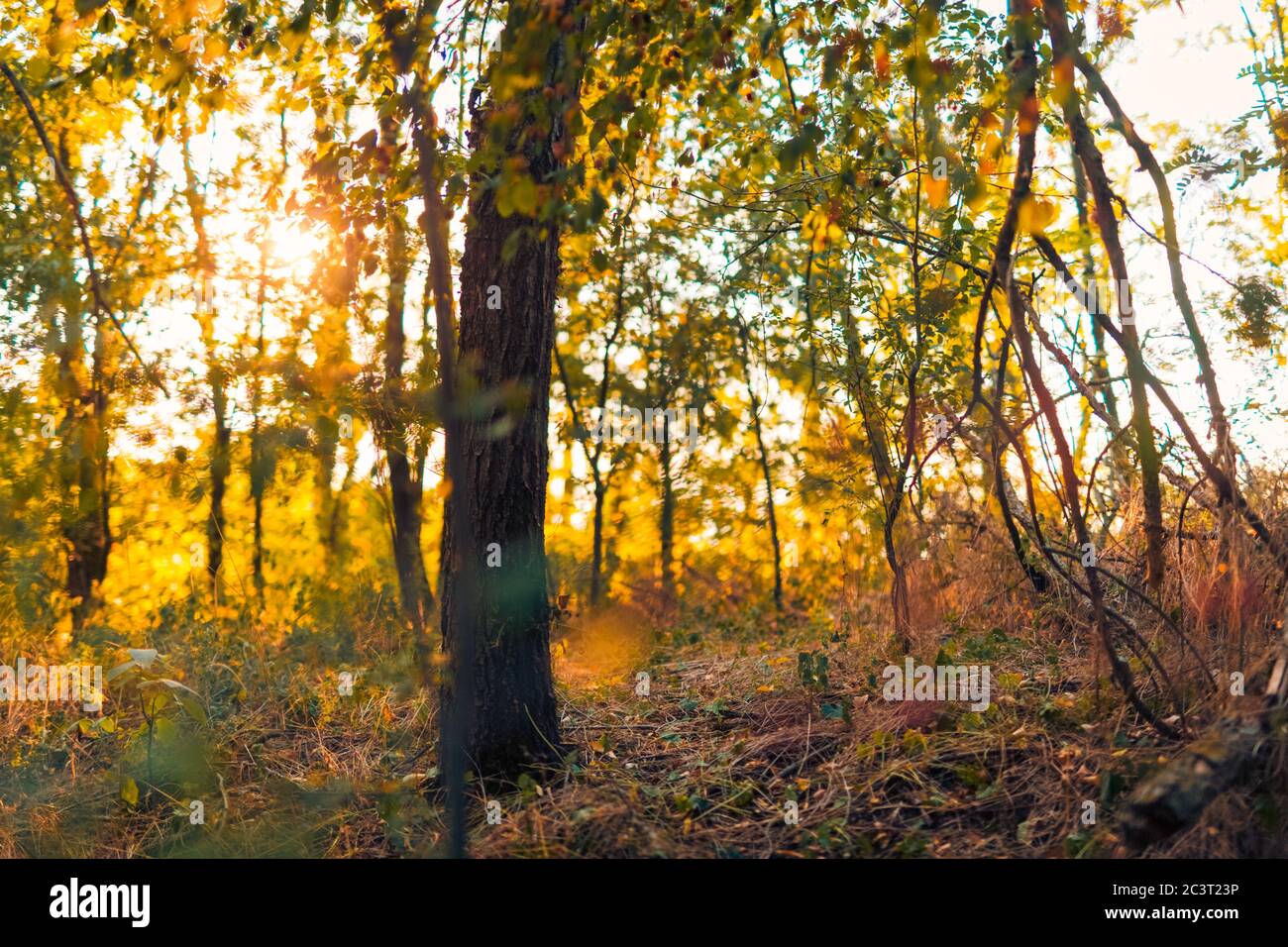 Feuilles tombées et poutres de soleil dans la forêt d'automne . Fond naturel saisonnier, feuilles orange jaune et arbres. Banque D'Images