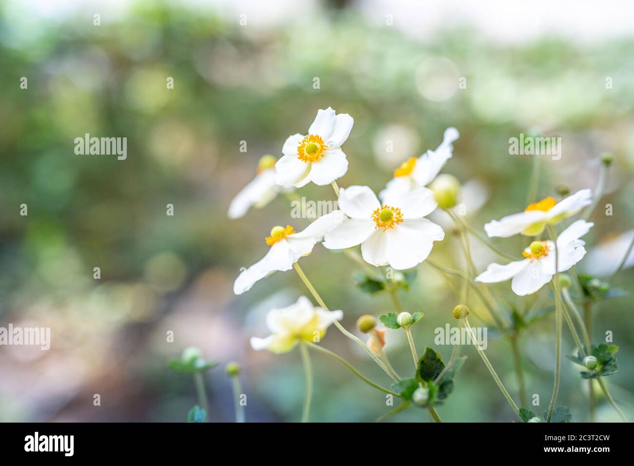 Belles fleurs blanches d'anémones au printemps dans une forêt proche en plein soleil dans la nature. Paysage forestier printanier avec des priroses fleuries. Banque D'Images