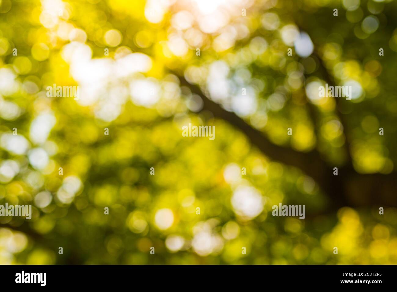Photo floue, arrière-plan abstrait de la nature. Des arbres verts montrent le soleil du matin. Banque D'Images