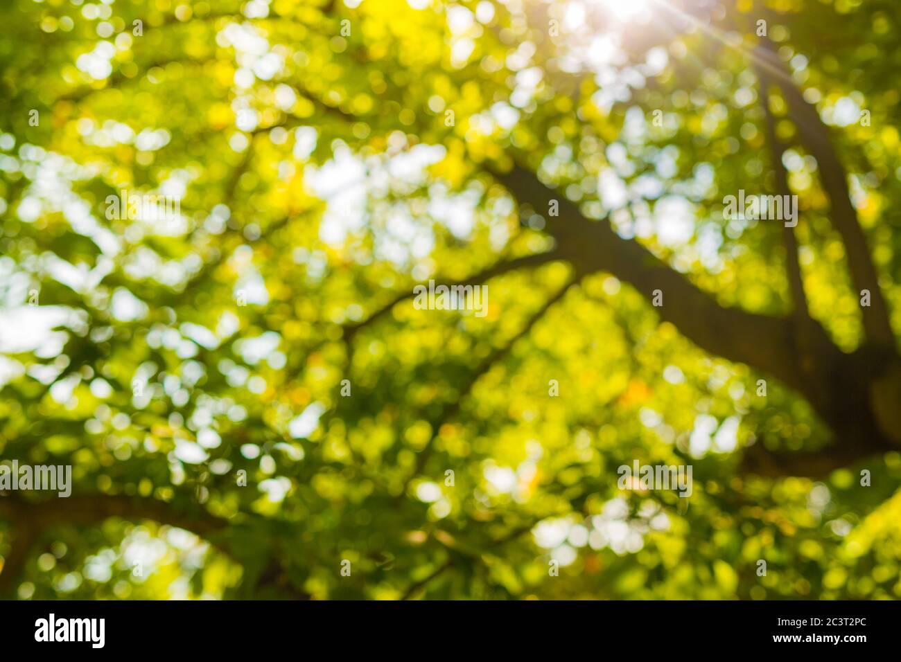 Photo floue, arrière-plan abstrait de la nature. Des arbres verts montrent le soleil du matin. Banque D'Images