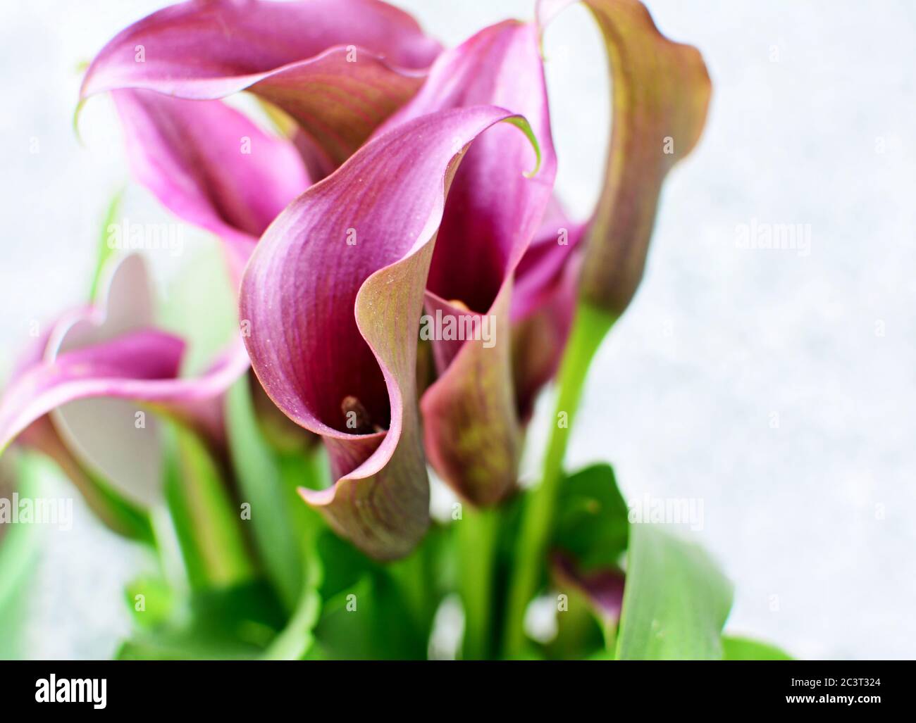 Gros plan de fleur de Calla Lily violette. Banque D'Images