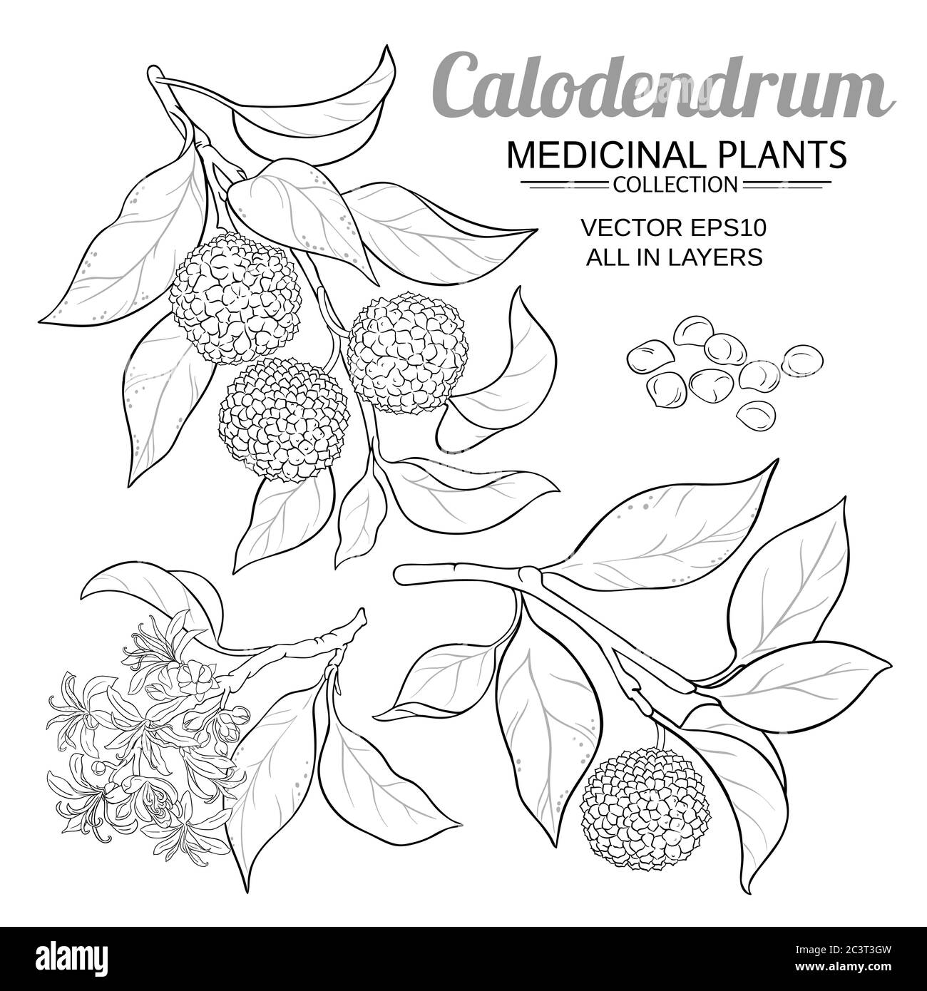 ensemble de vecteurs calodendrum Illustration de Vecteur