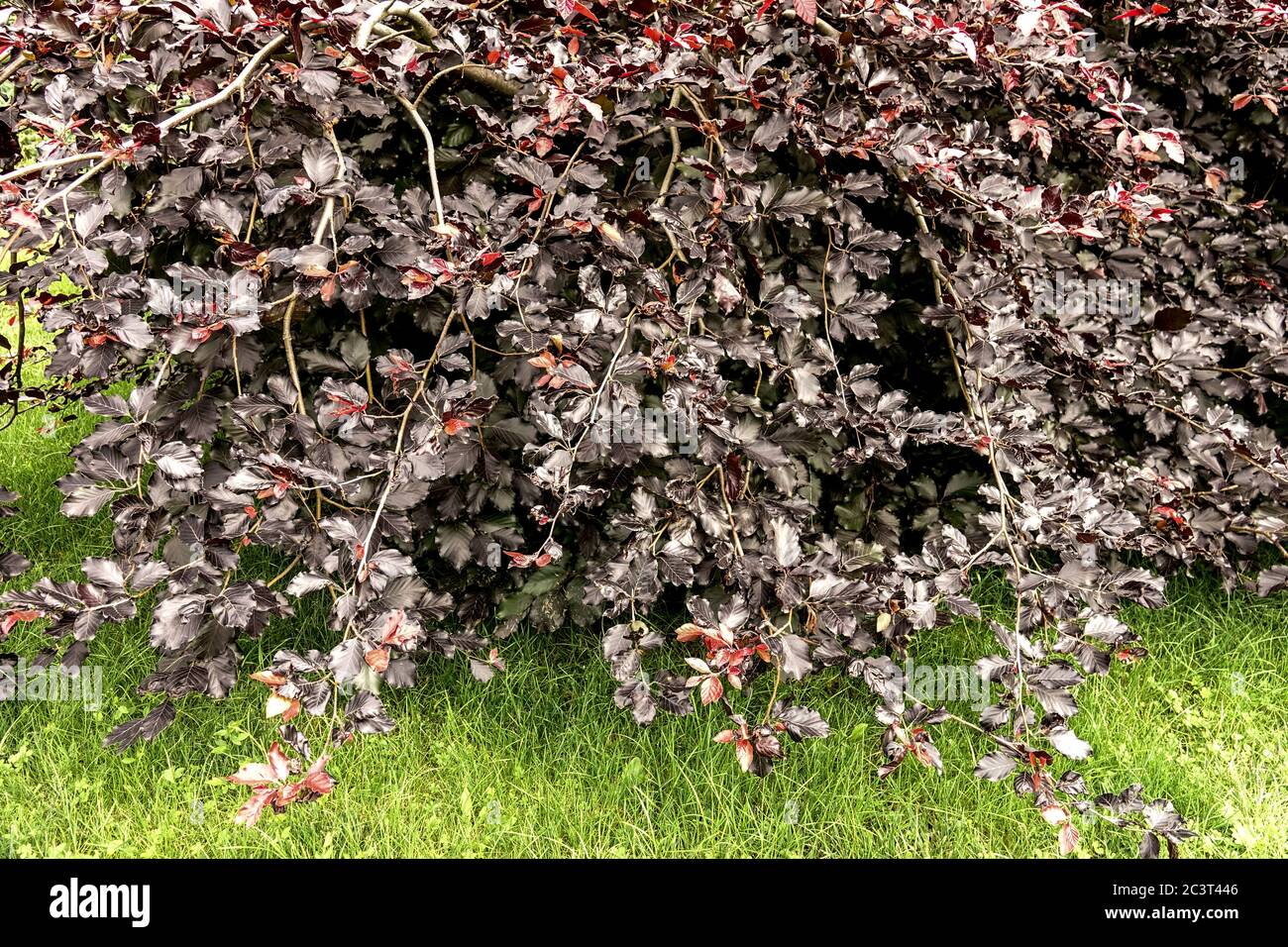 Hêtre européen Fagus sylvatica 'Purpurea Nana' Copper Beech Purple Beech Banque D'Images