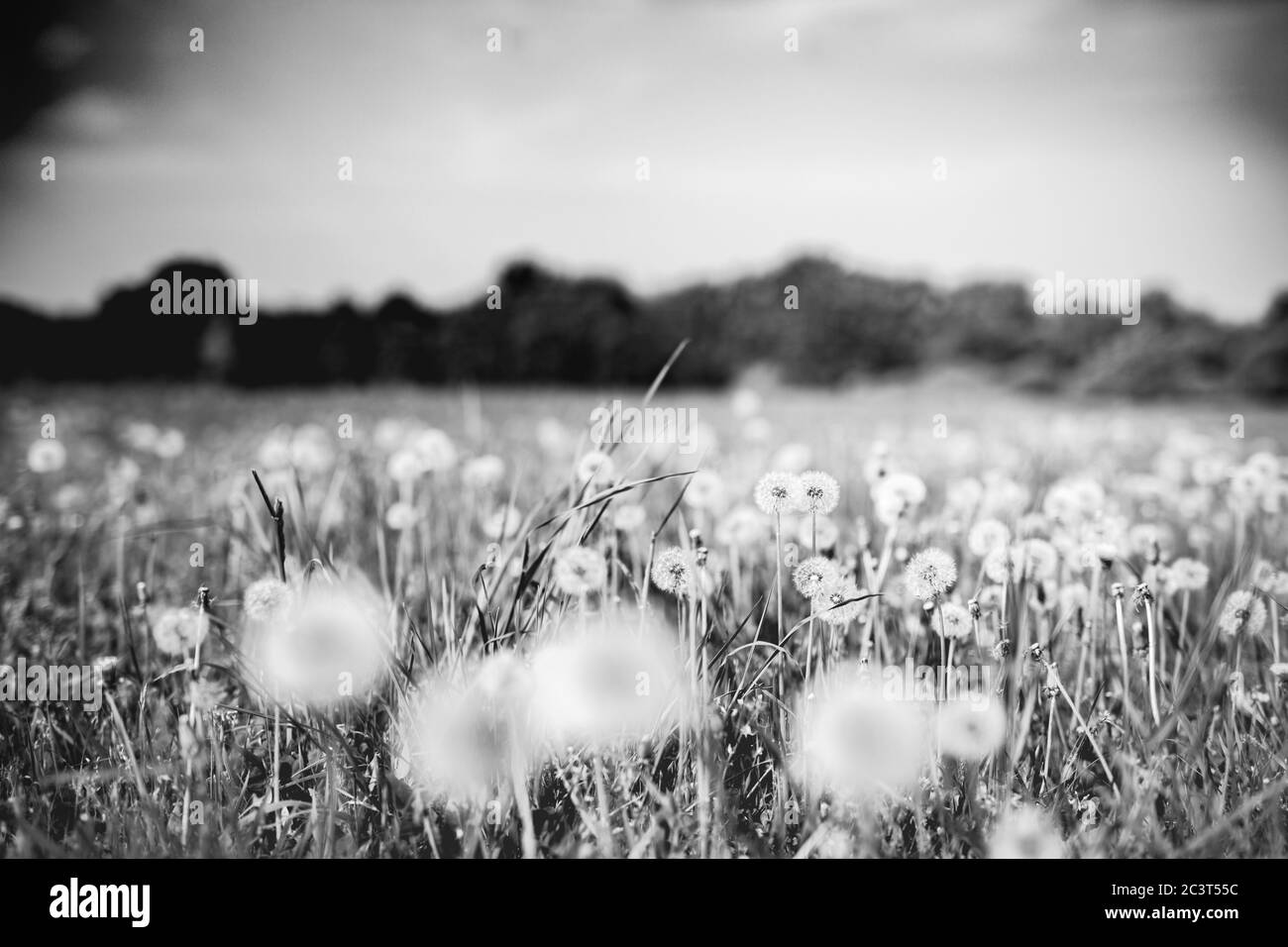 Photographie de macro pissenlit sur blanc en noir. Macro-photographie abstraite des graines de plantes. Procédé noir et blanc Banque D'Images