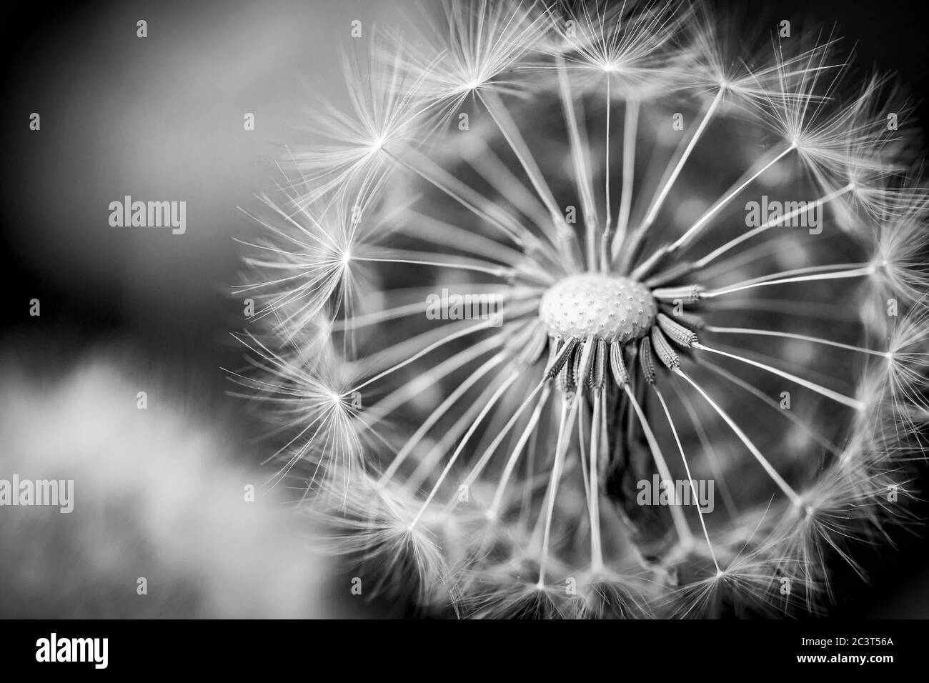 Photographie de macro pissenlit sur blanc en noir. Macro-photographie abstraite des graines de plantes. Procédé noir et blanc Banque D'Images