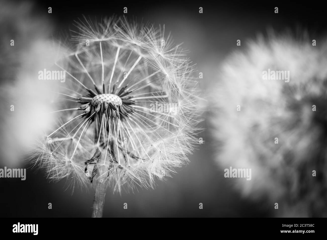 Photographie de macro pissenlit sur blanc en noir. Macro-photographie abstraite des graines de plantes. Procédé noir et blanc Banque D'Images